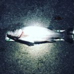 ２月終盤戦突入、遠州灘の釣果近況。