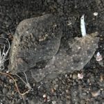 ヒラメが釣れるルアーって?管理人が実際に釣れた一覧。