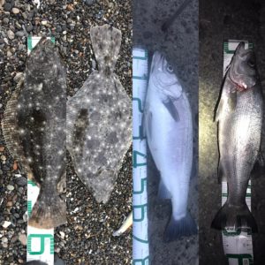 遠州灘2月の釣果まとめ