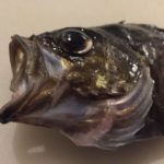 3月中旬 遠州灘の釣果情報