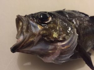 3月中旬　遠州灘の釣果情報