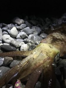 3月末、アオリイカシーズン開幕