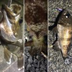 遠州灘3月の釣果まとめ