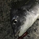 港も開幕！ナイトでキビレ！