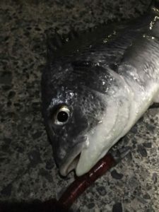 港も開幕！ナイトでキビレ！