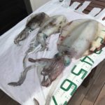 アオリイカ本格シーズン到来