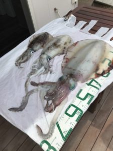 アオリイカ本格シーズン到来