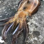平成最後?のアオリイカ