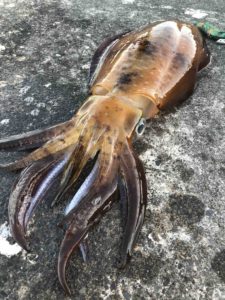 平成最後？のアオリイカ