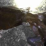 春イカ第2陣!?キロアップ連発!!