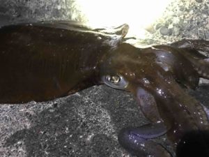 春イカ第２陣！？キロアップ連発！！