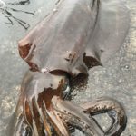 春イカにはイージーQ キャスト喰わせでしょ!?