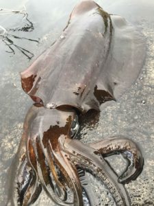 春イカにはイージーQ キャスト喰わせでしょ！？