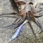 春イカから始めるエギング。