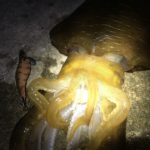 アオリイカ エギングの最適な潮位って？