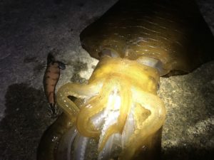 アオリイカ エギングの最適な潮位って？