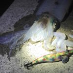 春イカでの4号餌って有効？