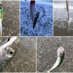 春のサーフはメタルジグがオススメ？