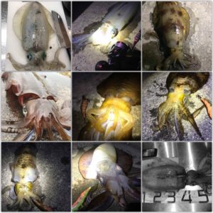 遠州灘　5月の釣果まとめ