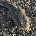 遠州灘 6月の釣果まとめ
