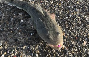 遠州灘　6月の釣果まとめ