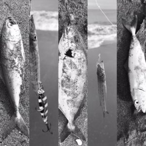 遠州灘サーフ復調？