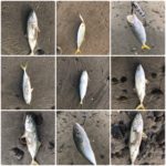 遠州灘サーフで小型青物祭り!