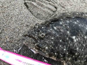 ブローウィン140Sでヒラメ。