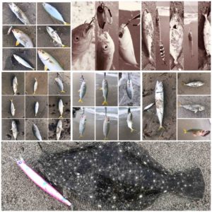 遠州灘　7月の釣果まとめ