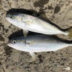 台風一過の遠州灘。サーフは復調?