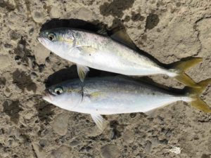 台風一過の遠州灘。サーフは復調？