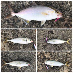 遠州灘　8月の釣果まとめ