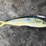 遠州灘 港でライトショアジギング。そろそろ大型も混じってきた!?