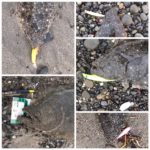 サーフでヒラメ。オススメの釣れるルアーって何!?