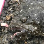 2019 遠州灘サーフ開幕!?ヒラメ、ヒラスズキ青物!!