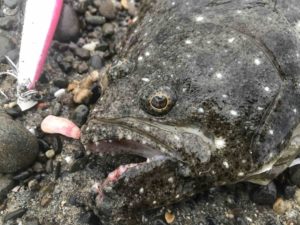 2019 遠州灘サーフ開幕！？ヒラメ、ヒラスズキ青物！！