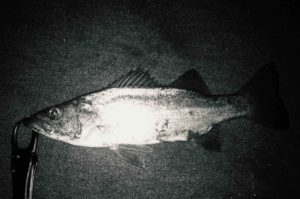 秋の夜長にナイトフィッシングのオススメ。