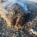 実釣済!ヒラメの釣り方。横風対策編!!?