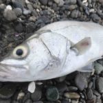 サーフのヒラスズキ。波打ち際を攻めるが正解!?