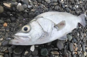 サーフのヒラスズキ。波打ち際を攻めるが正解！？