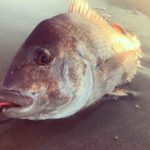 遂に出た!サーフから真鯛!60アップ!