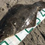 2019遠州灘サーフ開幕!!