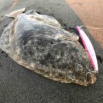 横風5メートル。まぁまぁタフでもヒラメが釣れた!