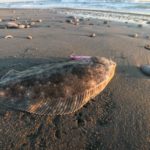 ヒラメが釣れるルアーはこれ!!総釣果500件以上を全て調査!ヒラメが釣れたルアーのランキング!!