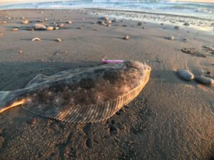 ヒラメが釣れるルアーはこれ！！総釣果500件以上を全て調査！ヒラメが釣れたルアーのランキング！！