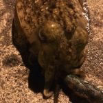 コウイカエギング、地味に楽しすぎる!!