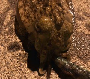 コウイカエギング、地味に楽しすぎる！！