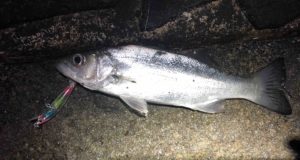 河川でライトゲーム。シーバスと遊ぶ！！