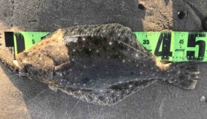 20春開幕！？サーフもマイクロベイトパターン