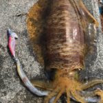 春イカ!あの人気カラーで釣れた!餌木王ムラムラチェリーの実力。最大2.3キロ。